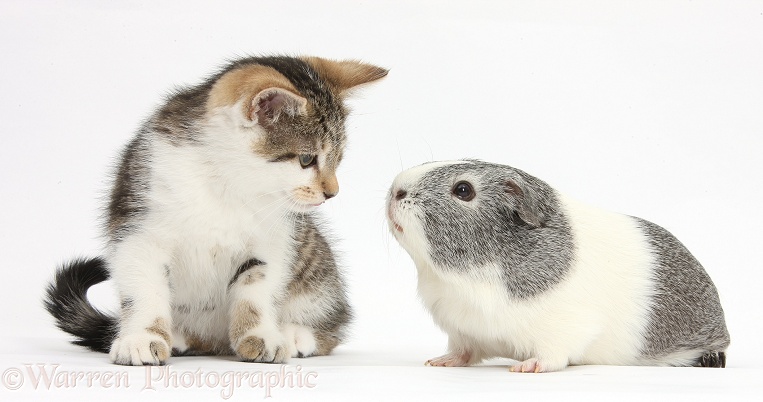 Guinea pig about to kiss Tabby-and-white kitten, white background