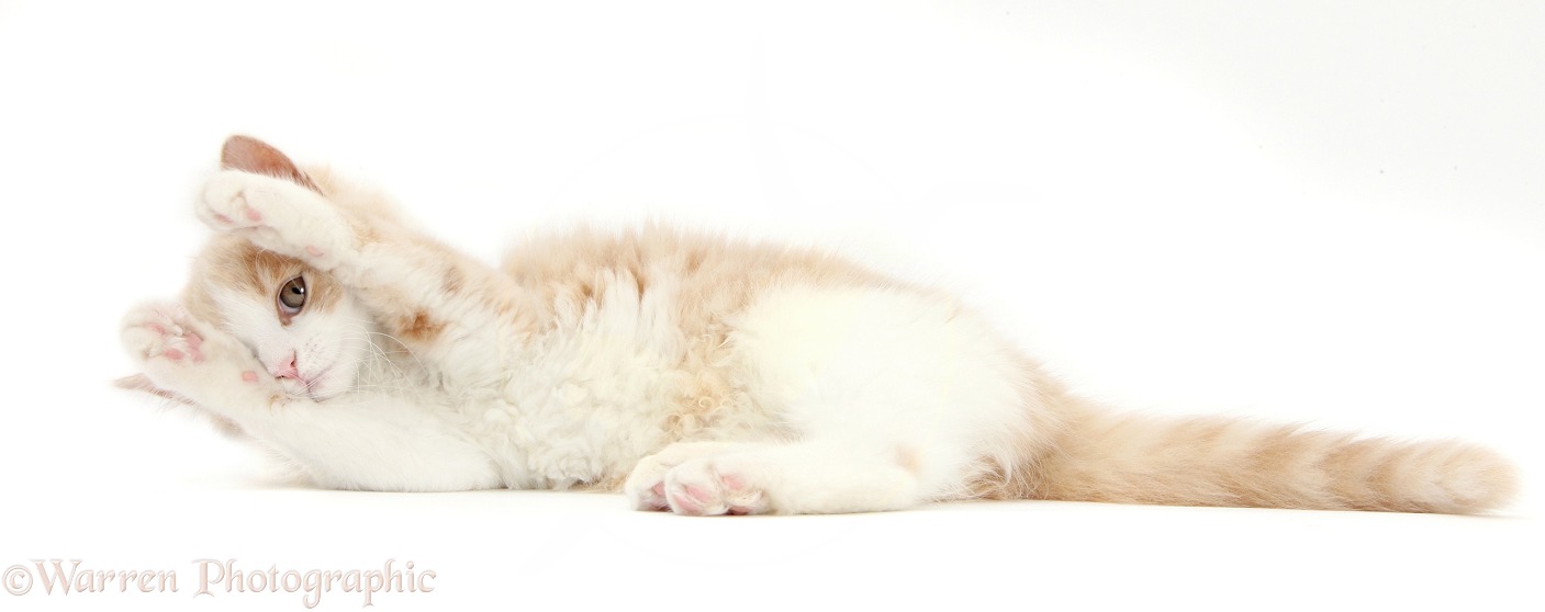 Ginger-and-white Siberian kitten, 16 weeks old, lying and looking coyly between her paws, white background