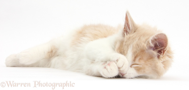 Sleepy ginger-and-white Siberian kitten, 16 weeks old, white background