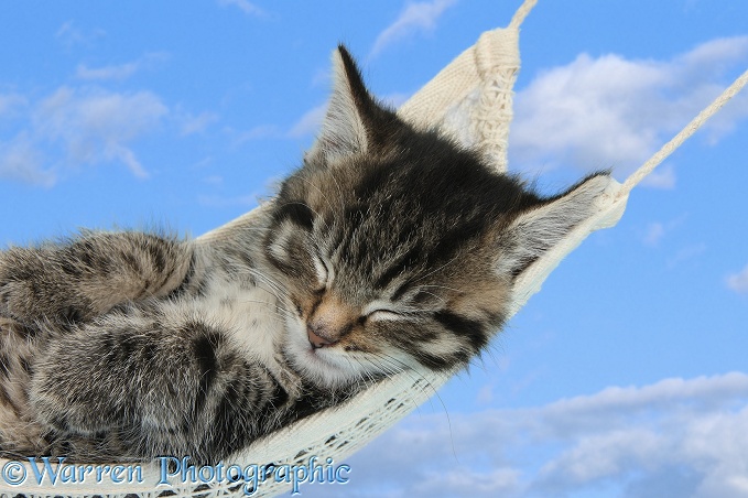 Cute tabby kitten, Fosset, 7 weeks old, sleeping in a hammock, blue sky background