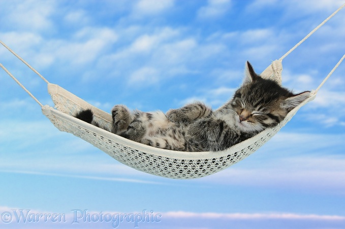 Cute tabby kitten, Fosset, 7 weeks old, sleeping in a hammock, blue sky background