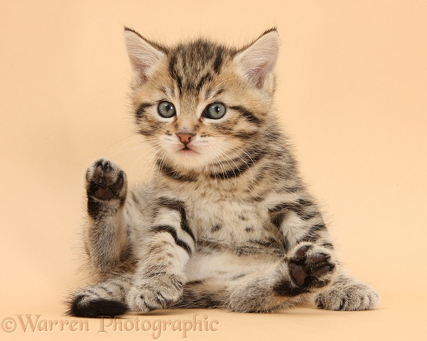 Cute tabby kitten, Stanley, 5 weeks old, lounging on beige background