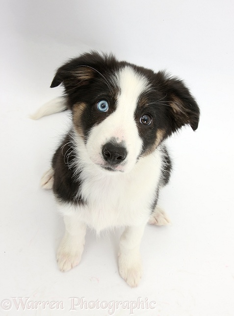 Odd-eyed Tricolour Border Collie pup, 10 weeks old, sitting and looking up, white background