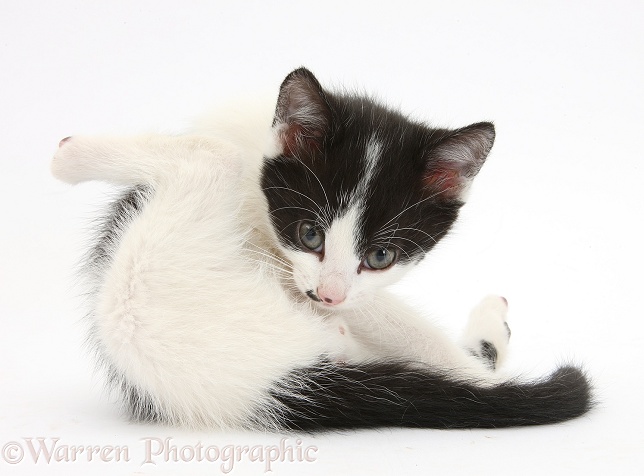 Black-and-white kitten, 8 weeks old, looking up from grooming, white background