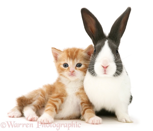 Ginger kitten and Dutch rabbit, white background