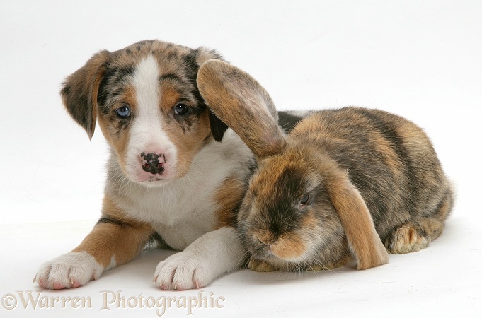 Border Collie puppy and rabbit, white background