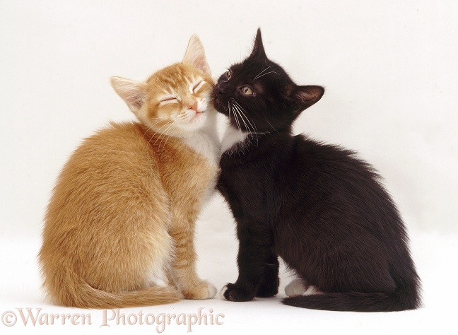Ginger kitten and black-and-white kittens snuggling, white background