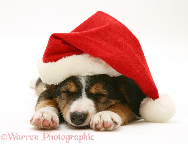 Sleepy tricolour Border Collie puppy wearing a Father Christmas hat, white background