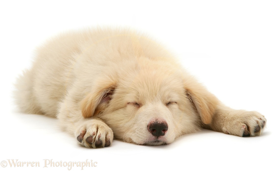 Sleepy white German Shepherd Dog pup, lying, chin on floor, white background
