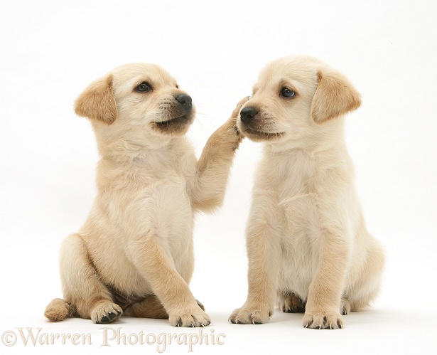 Playful Retriever-cross pups, white background