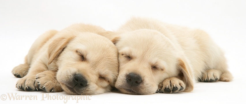 Sleepy Retriever-cross pups, white background