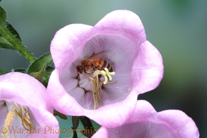Honey Bee worker visiting Canterbury Bell