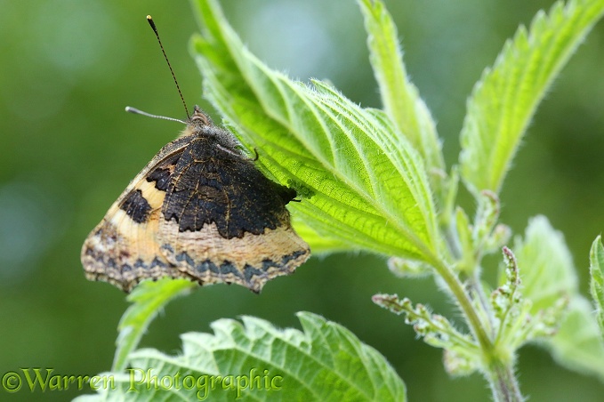 Small Tortoiseshell Butterfly (Aglais urticae) laying eggs on nettle leaf