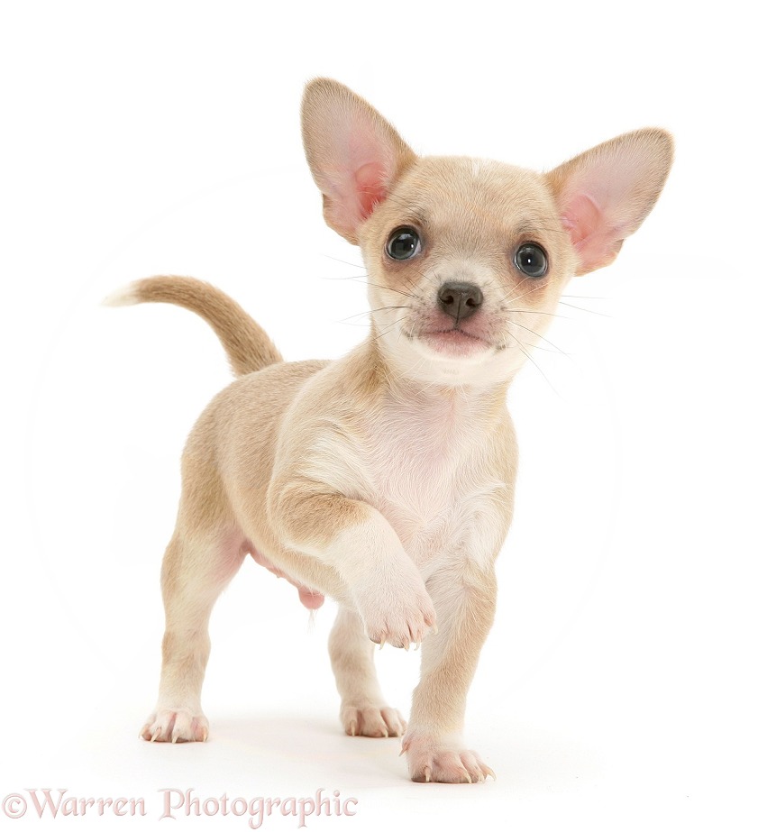Smooth-haired Chihuahua pup standing with raised paw, white background