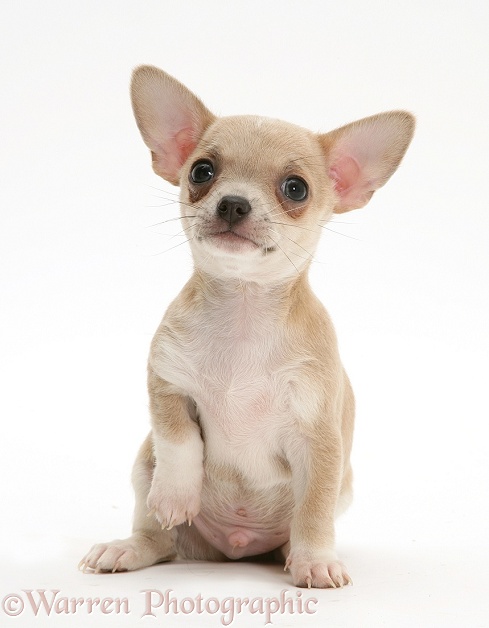 Smooth-haired Chihuahua pup sitting, white background