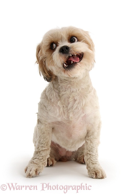 Funny looking Cavachon bitch, white background