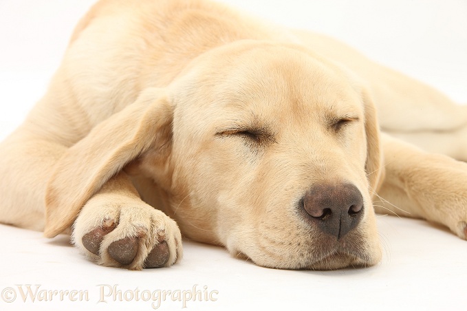 Sleepy Yellow Labrador pup, white background