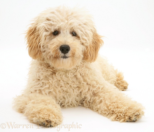 Miniature Poodle, Rodney, white background
