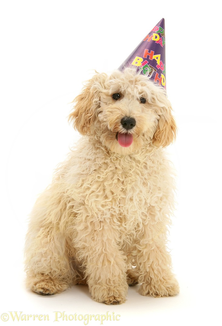 Cream Miniature Poodle, Rodney, wearing a birthday party hat, white background