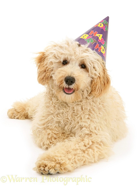 Cream Miniature Poodle, Rodney, wearing a birthday party hat, white background