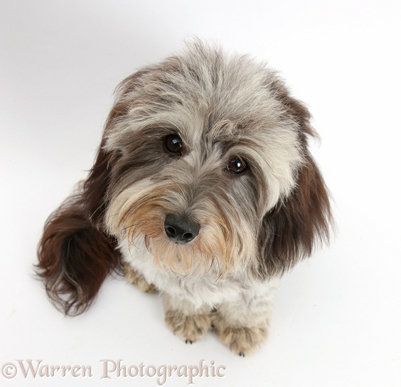 Fluffy black-and-grey Daxie-doodle, Pebbles, 9 months old, sitting and looking up, white background