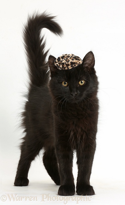 Fluffy black kitten, 12 weeks old, standing wearing a cap, white background