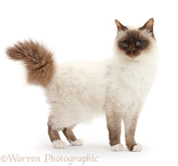Colourpoint Birman cat, Rolo, 1 year old, standing, white background