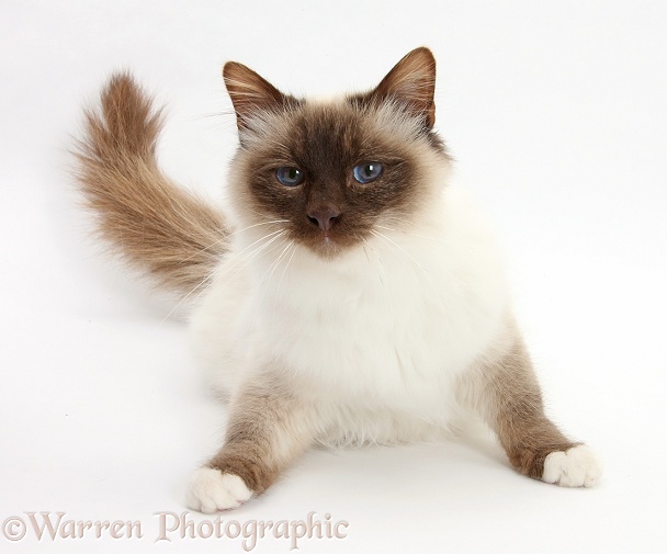 Colourpoint Birman cat, Rolo, 1 year old, white background