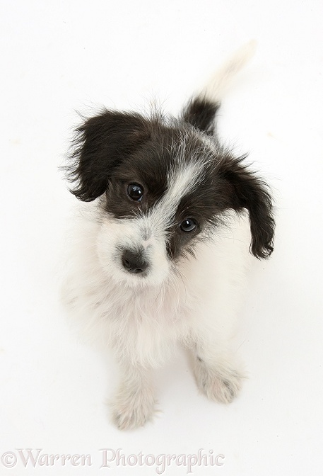 Black-and-white Jack-a-poo dog pup, 8 weeks old, sitting, white background