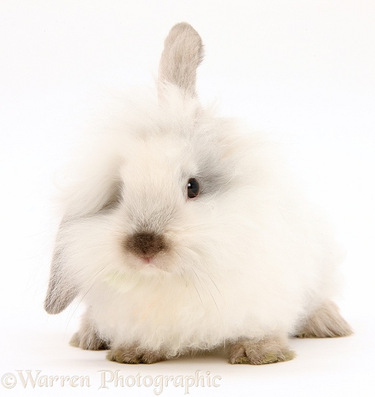 Fluffy white bunny, white background