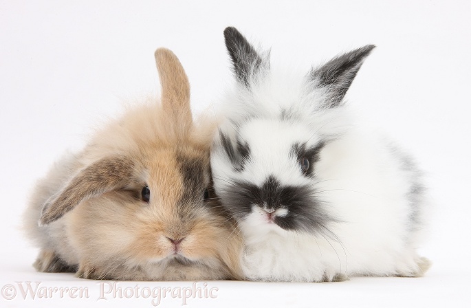 Two fluffy bunnies, white background