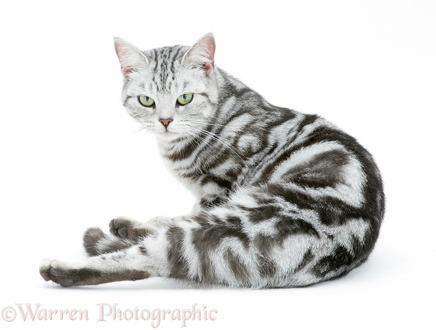 Silver tabby cat, Zelda, looking round, white background