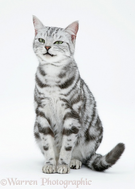 Silver tabby cat, Zelda, white background