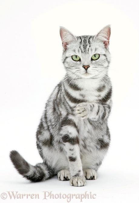 Silver tabby cat, Zelda, pointing with raised paw, white background