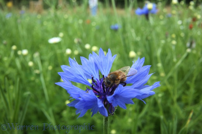 A Honey Bee visits a Cornflower in Bishop's Meadow, Farnham
