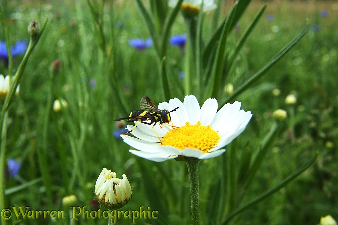 A hoverfly (Chrysotoxum bicinctum) visits Scented Mayweed in Bishop's Meadow, Farnham