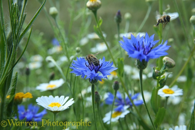 A Honey Bee visits a Cornflower in Bishop's Meadow, Farnham