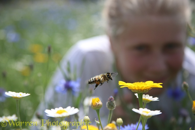 Observing bees at the Bee World, Bishop's Meadow, Farnham