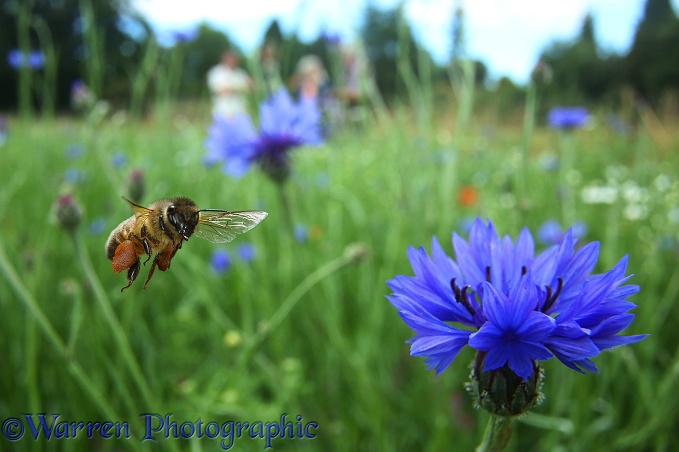 'Bee World' at Bishop's Meadow, Farnham