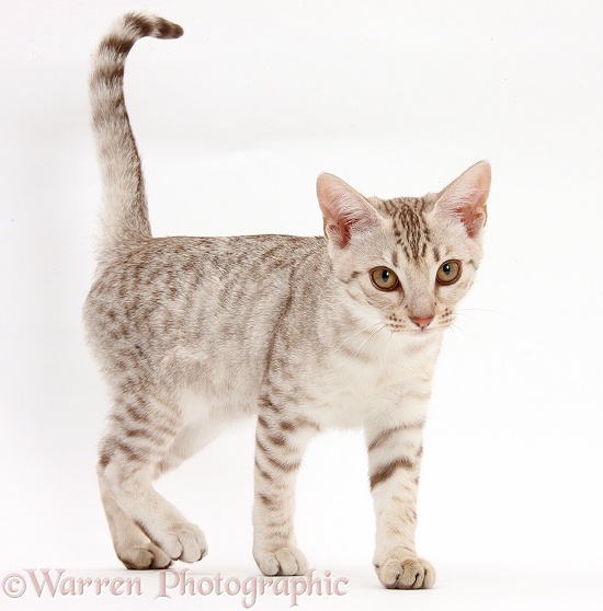 Ocicat kitten walking, white background