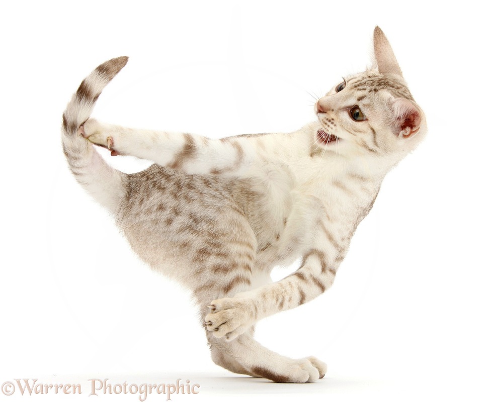 Ocicat kitten dancing, white background