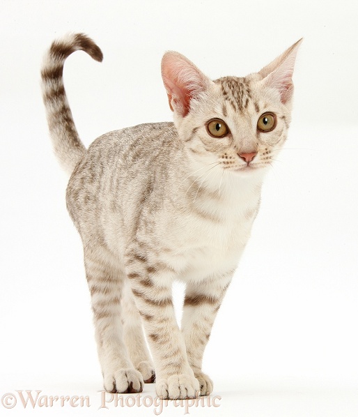 Ocicat kitten, white background