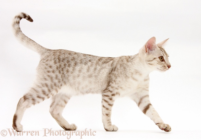 Ocicat kitten walking across, white background