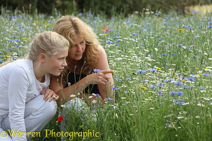 Observing bees at the Bee World, Bishop's Meadow, Farnham