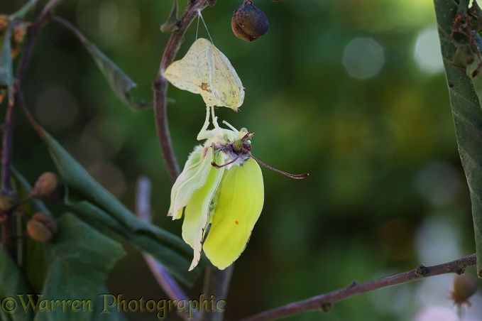Brimstone Butterfly (Gonepteryx rhamni) expanding wings after hatching from pupa