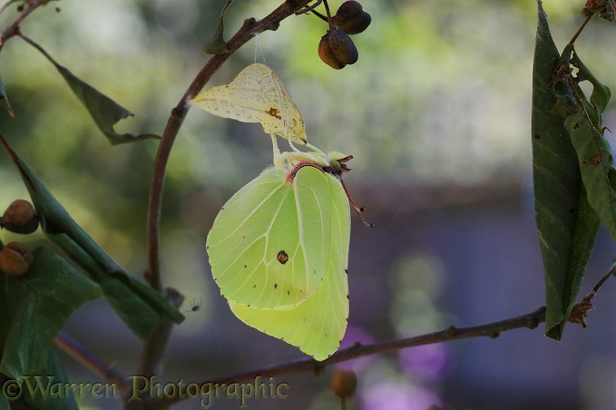 Brimstone Butterfly (Gonepteryx rhamni) wings almost fully expanded after hatching from pupa 2