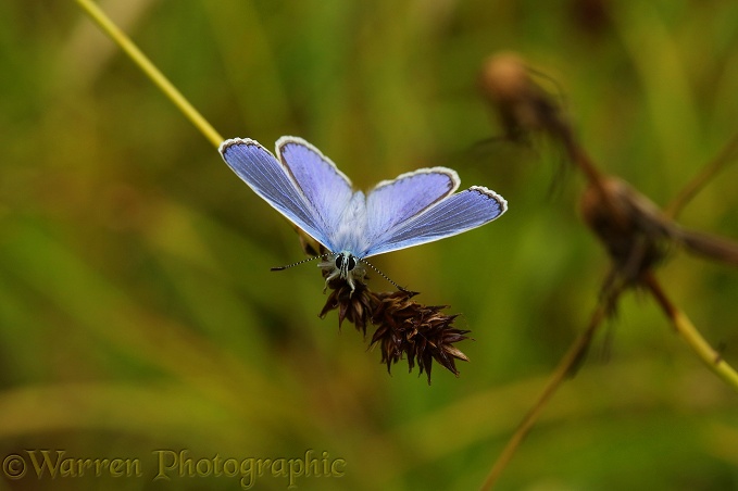 Common Blue Butterfly (Polyommatus icarus) on sedge seed head
