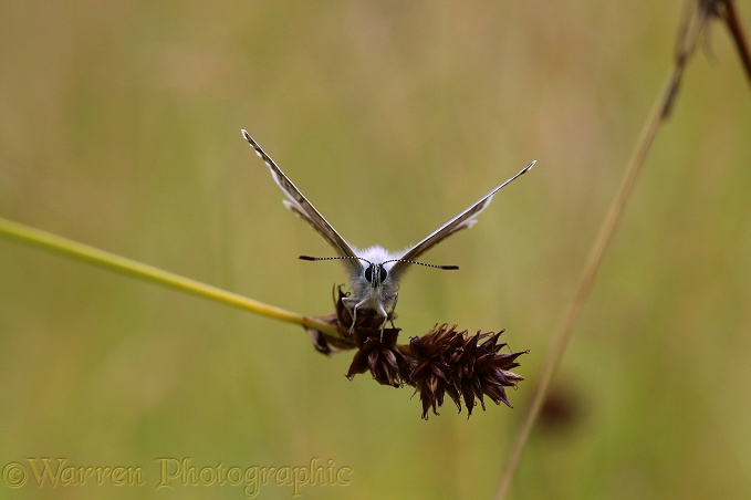 Common Blue Butterfly (Polyommatus icarus) on sedge seed head