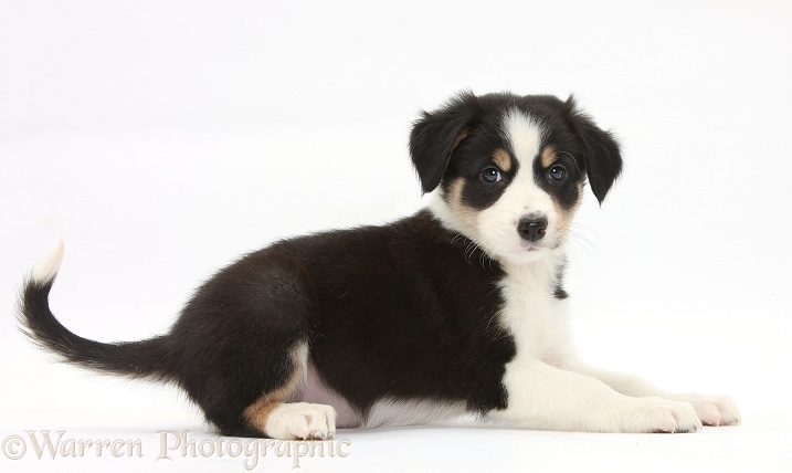 Tricolour Border Collie pup lying head up, white background