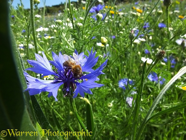 Honey Bee gathering nectar from Cornflower in 'Bee World'